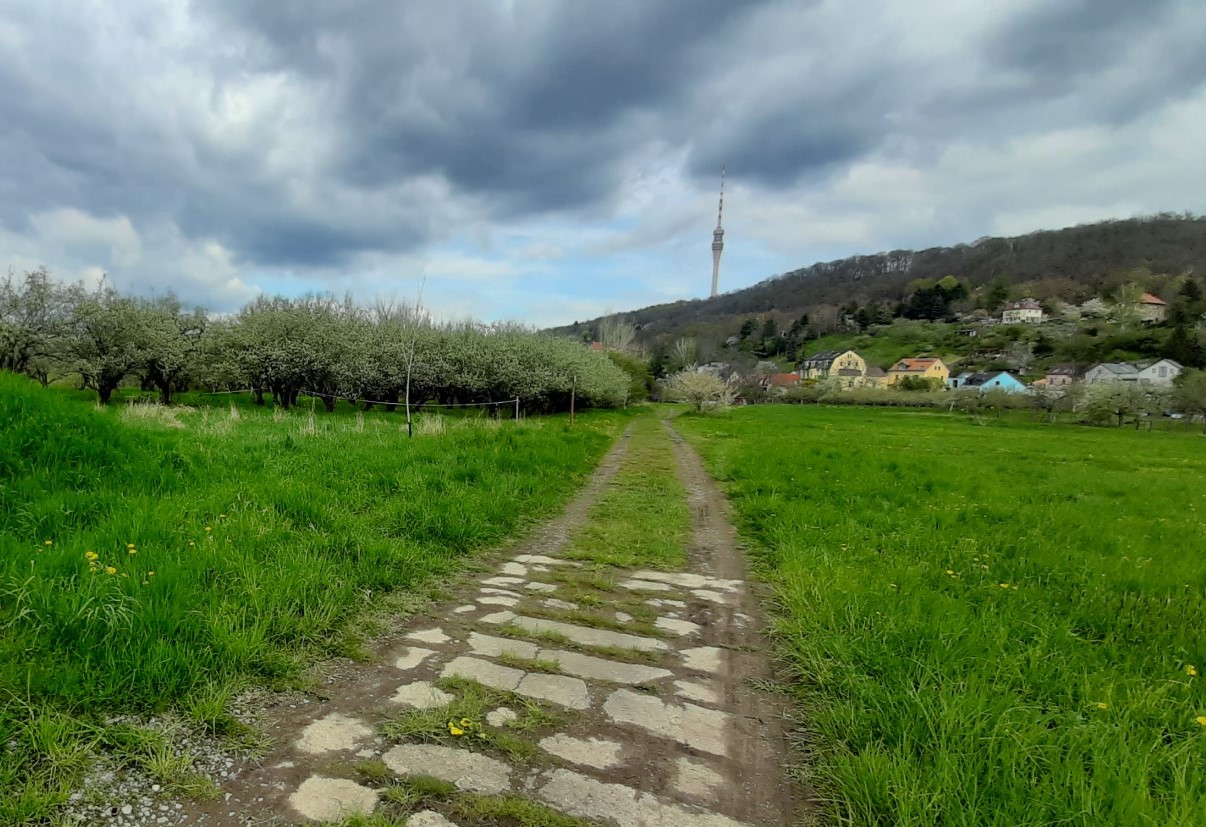 2021 05 03 Elberadweg Niederpoyritz 2 Foto ADFC Dresden klein 2