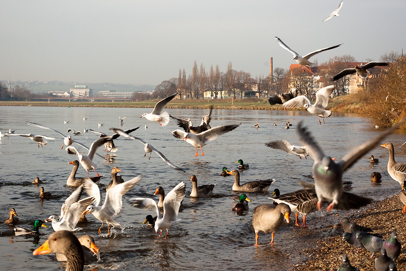 Vögel an der Elbe in Pieschen