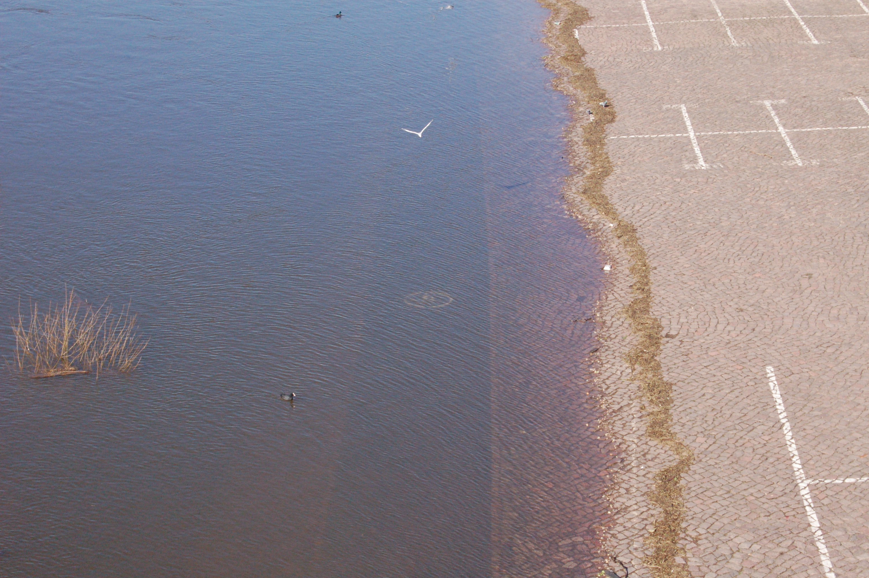 Elbehochwasser Meißen (c) Konrad Krause