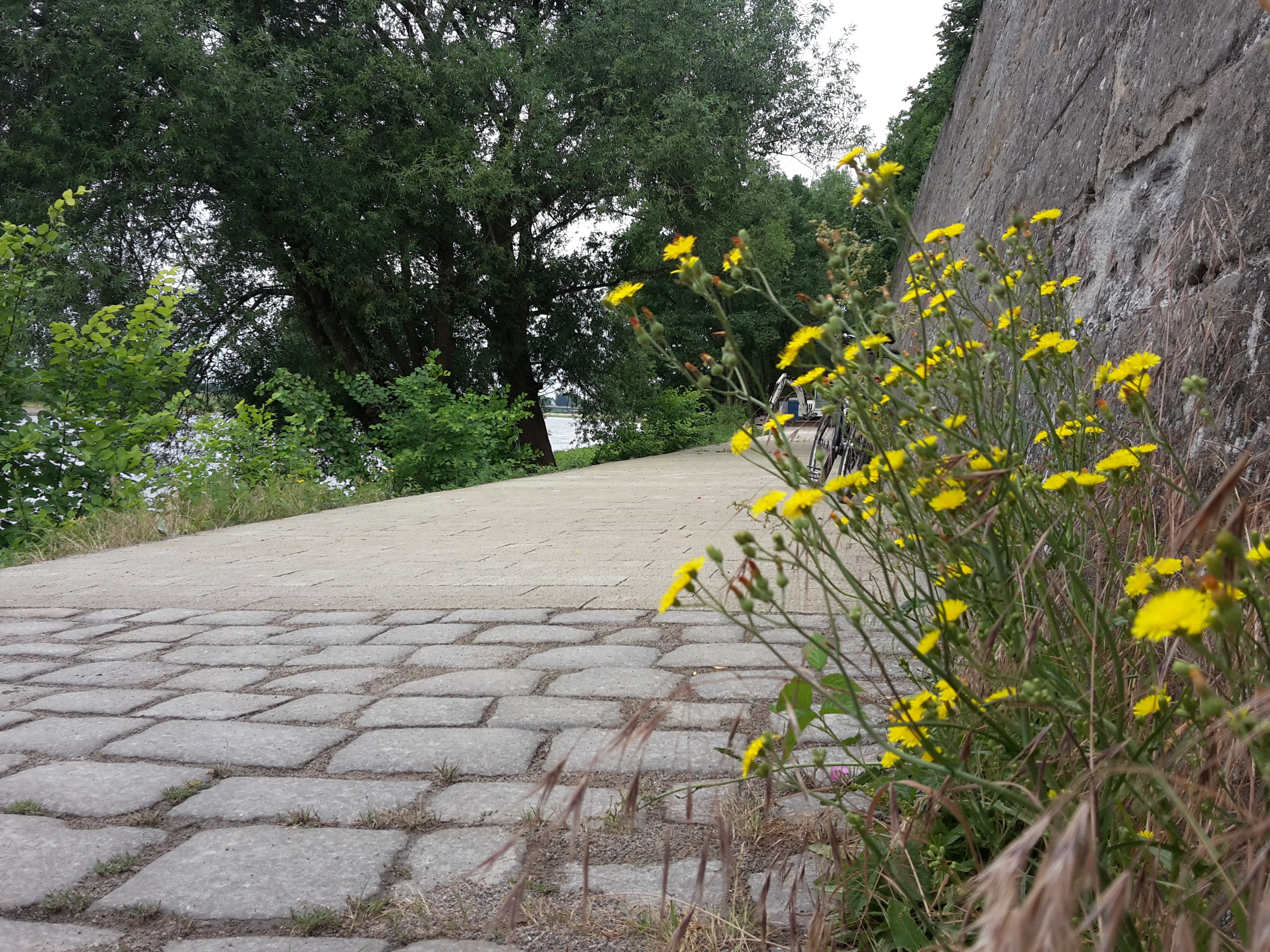 Koernerweg 20180602 110535 sm